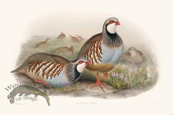 Gould Game Bird 037